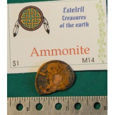 Ammonite