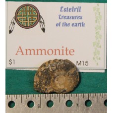 Ammonite